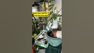 This lemon tree came back from the dead! #plantcaretips