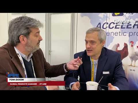 Hy-Line ostenta el 40% del mercado de ponedoras en el mundo
