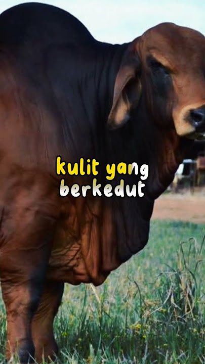 3 Baka Lembu Paling Mahal Di Dunia