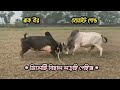 Sylheti bisal lorai i black veer vs white gold i teast mair