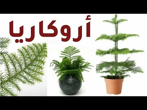 فيديو: كيفية اختيار شجرة عيد الميلاد الطبيعية