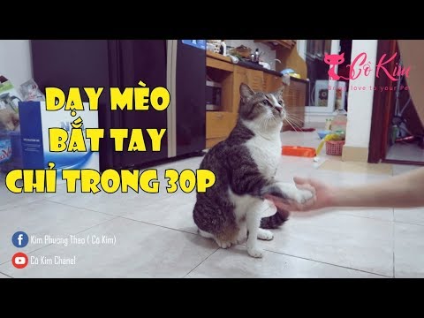 Video: Cách Dạy Mèo Nói