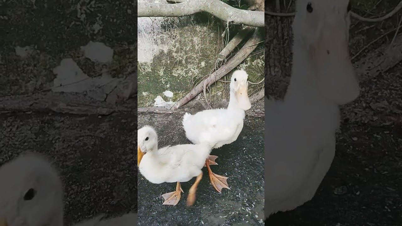 bombombini #viralvideo #cinematicshorts #neymar #soccer #ronaldo #jaidmeel #brainrot #messi #anomali