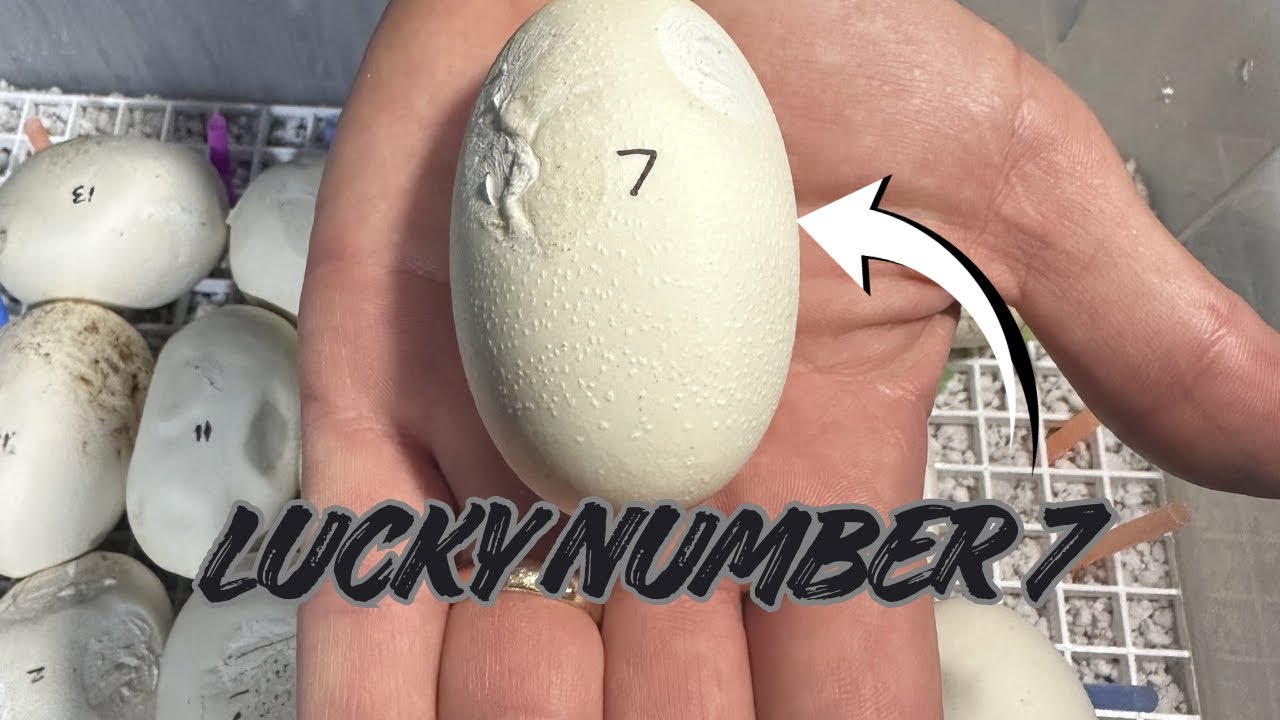 OUR FIRST CLUTCH OF SUPER DWARF EGGS!