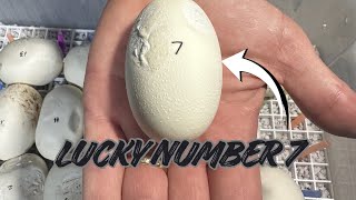 OUR FIRST CLUTCH OF SUPER DWARF EGGS!