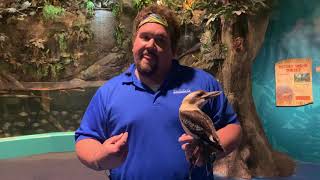 Kookaburra Feeding & Enrichment