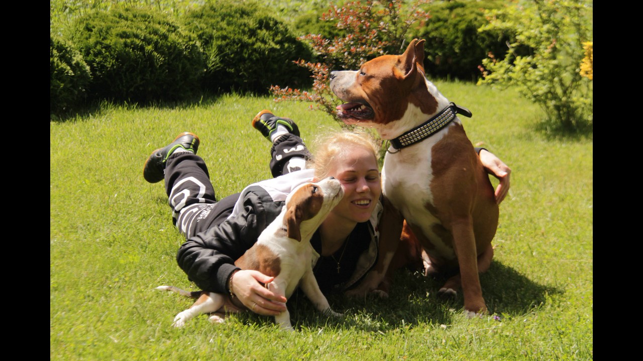 фотопрогулка со стаффордом. американский стаффордширский терьер фото. фотосессия с бойцовской собакой. американский стаффордширский терьер девочка. прогулка с собакой.