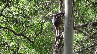 Lumholtzs Tree-kangaroos descending a tree
