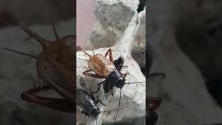 Gryllus Çekirge (Prof. Dr. Hüseyin Çetin) Erkek Çağrı Sesi