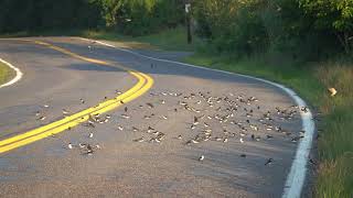 Thousands of tree swallows stage at Crane Beach(2026-08-07)