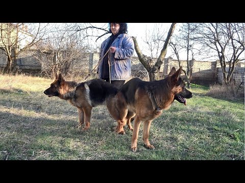 Ждём щенков от шикарной пары НЕМЕЦКИХ ОВЧАРОК Альфонса ф Тронье и Куби ф Фоксберг. Одесса. Украина.