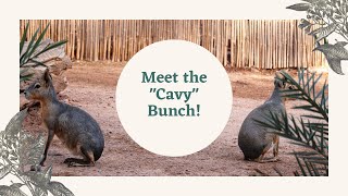 Meet The Cavy Bunch