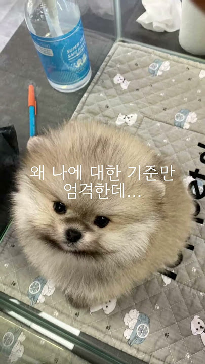 Jung_baechu #cute #dog #pomeranian #puppy #강아지 #犬 #perro #chien #tiktokdog #perritos #犬可愛い