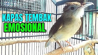 AWAS TERPANCING EMOSI ‼️ KAPAS TEMBAK GACOR BREN UNTUK PANCINGAN