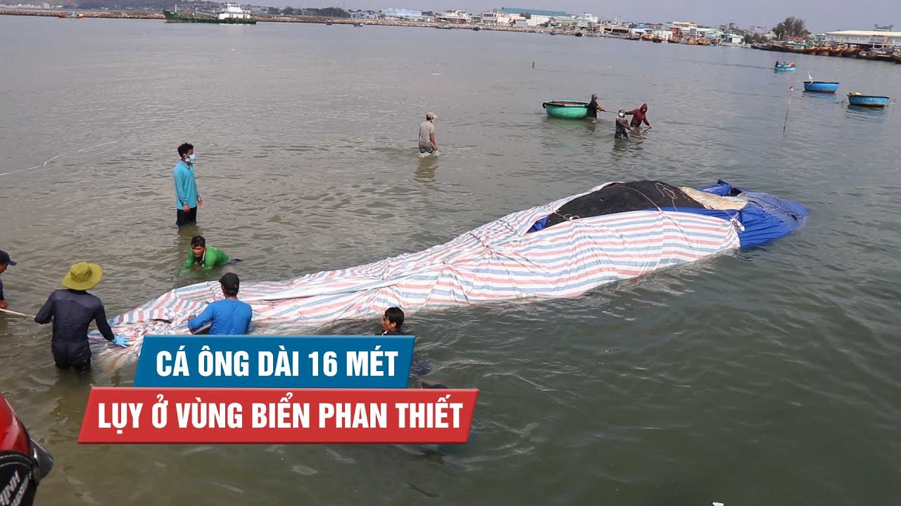 chùa ông phan thiết  2022 Update  Cá Ông dài 16 mét, nặng 6 tấn lụy ở vùng biển Phan Thiết