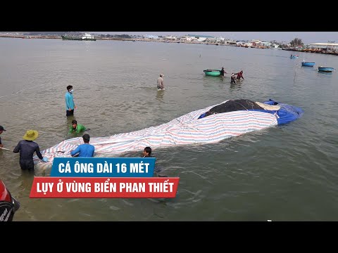 Cá Ông dài 16 mét, nặng 6 tấn lụy ở vùng biển Phan Thiết