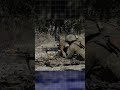 US Army Reload & Barrel Swap Under Pressure #shorts #military