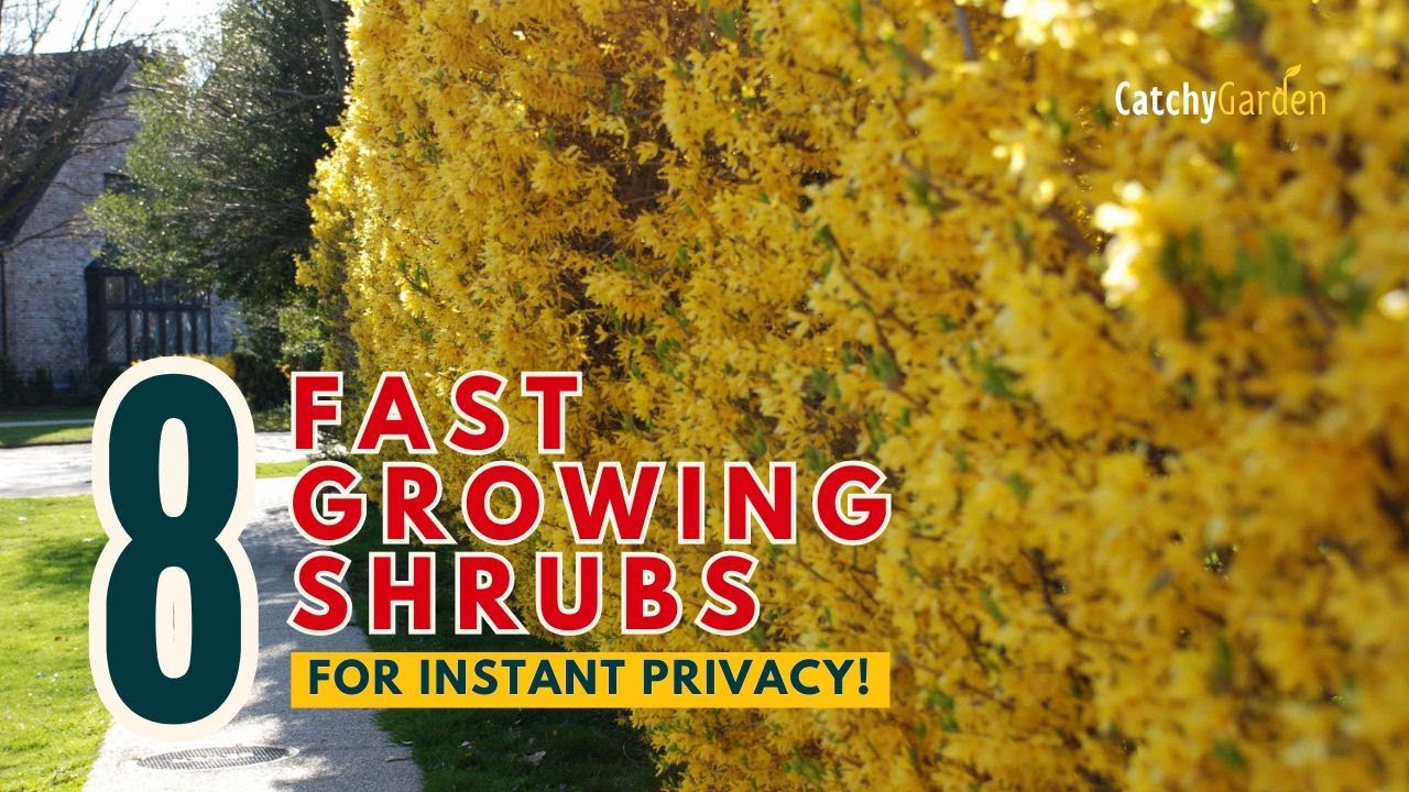 TOP 8 FAST-GROWING SHRUBS FOR INSTANT PRIVACY! 🌳🏡🌸 // Gardening Ideas ...