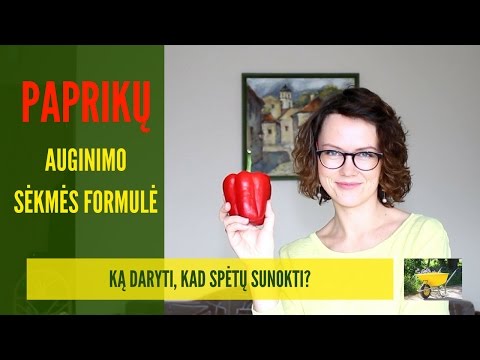 Video: Viršutinis Pipirų Padažas Su Pelenais: šiltnamyje Ir Atvirame Lauke. Kaip Teisingai Tręšti? Ar Paprikas Mėgsta Laistyti Pelenų Užpilu?