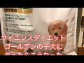 サイエンス　ダイエット　子犬用をゴールデンレトリバーの子犬に与えてみた【ゴールデンレトリバー　ビビ　キャンプ】