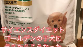 サイエンス　ダイエット　子犬用をゴールデンレトリバーの子犬に与えてみた【ゴールデンレトリバー　ビビ　キャンプ】