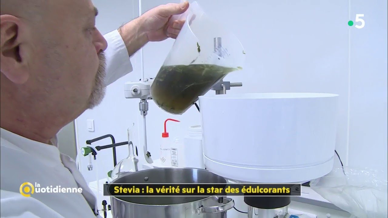 stevia  Update  Stevia : la vérité sur la star des édulcorants - La Quotidienne