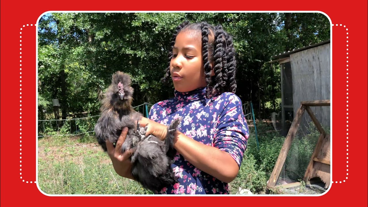 NEW Chicken Coop & Baby Chicks - YouTube