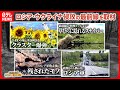 【ウクライナ侵攻の最前線】 ウクライナ軍“最強”特殊部隊の精鋭たち/異様な姿で草むらに隠れるスナイパーたち/元暴力団組員の日本人義勇兵が最前線へ など【真相報道バンキシャ】