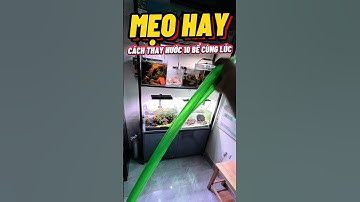 Cách dễ dàng thay nước & chăm sóc gần 10 chiếc bể cá thuỷ sinh cùng lúc🥰 #thuysinh #cacanh #metub
