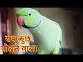 Cute talking parrot talk continuously 