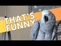 Our african grey reacts to bird jokes