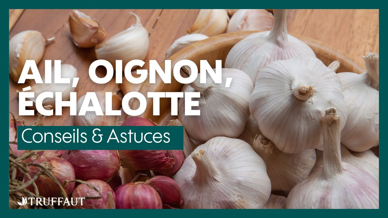 Comment planter des oignons, de l'ail et des échalotes au potager ? - Truffaut