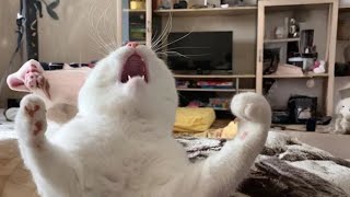 Cats So Overdramatic, They Deserve an Oscar! 😹