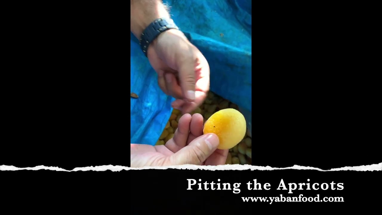 Pitting the Apricots