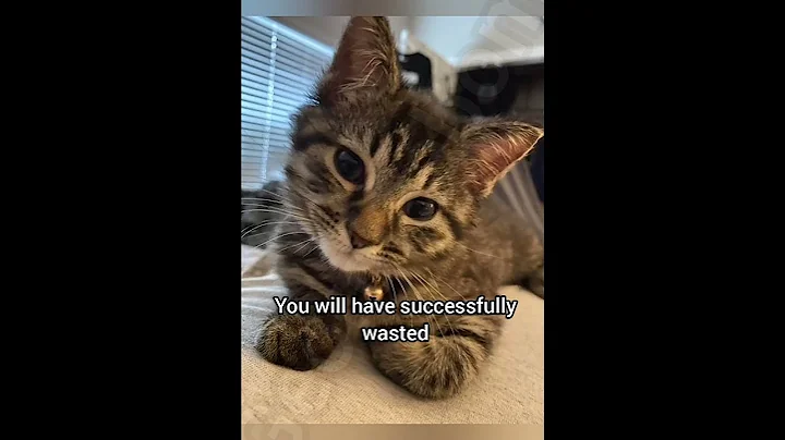 Send this to a friend #cat #georgieebom #funny #fyp #memes