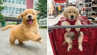Baby Dogs 🔴 Cute and Funny Dog Videos Compilation #43 | 30 Minutes of Funny Puppy Videos 2022