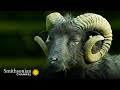 Rams' Behavior and Mating Rituals