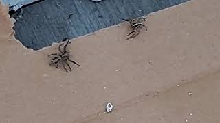 wolf spiders mating