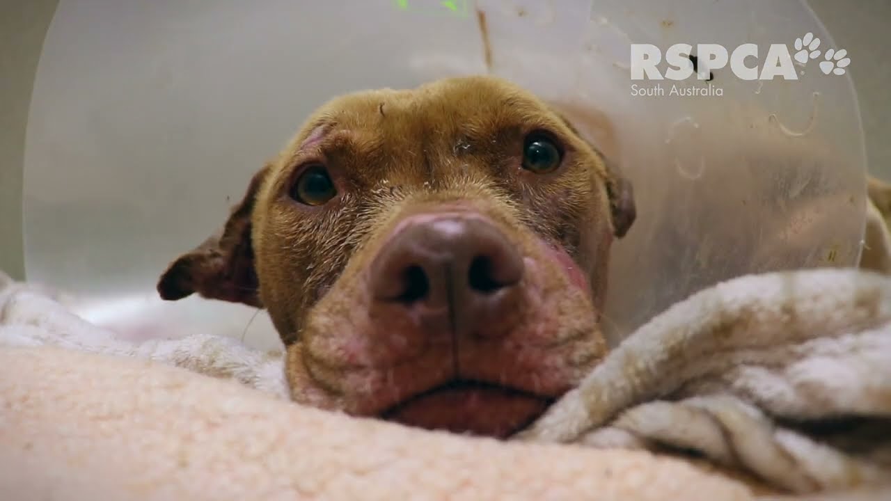 Ivy was horribly injured by another dog in her own backyard 💔