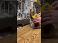 うさぎさんが海賊に