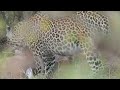 a Leopard feeding on fresh Impala kill in Kruger National Park