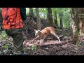 有害鳥獣捕獲員の日常106【猪を想定した場所で鹿捕獲】