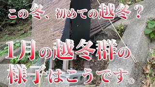 ニホンミツバチ　これからどうなる・この冬、初めて越冬  1月の越冬群の様子はこうです。