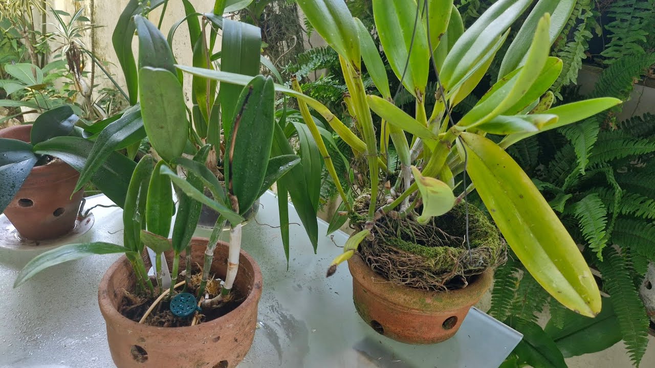 ORQUÍDEAS DE RAÍZES LIVRES CULTIVO QUE NÃO TEME MUITA CHUVA NEM EXCESSO DE REGA