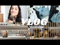 VLOG: meet our new puppy, animal shelter visit, abercrombie haul, date night