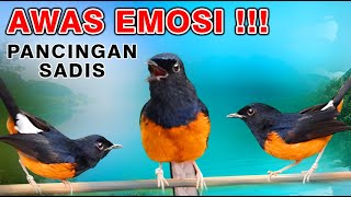 Masteran Pancingan Murai Batu Gacor Materi Full Isian Langsung Emosi Meluap #birdsong #kicau #murai
