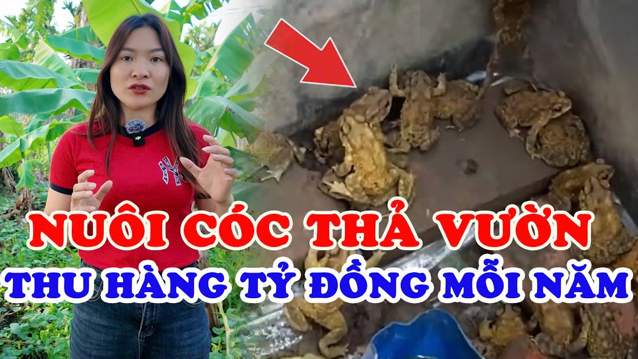 👉 Nuôi Cóc Thả Vườn Có Thật Sự Kiếm Tiền Tỷ Mỗi Năm Không ?