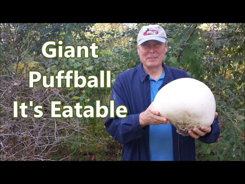 Cooking Amazing Giant Mushroom - Puffball | Mushroom recipes