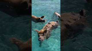 Swimming with Pigs in the Bahamas! #Travel #Short