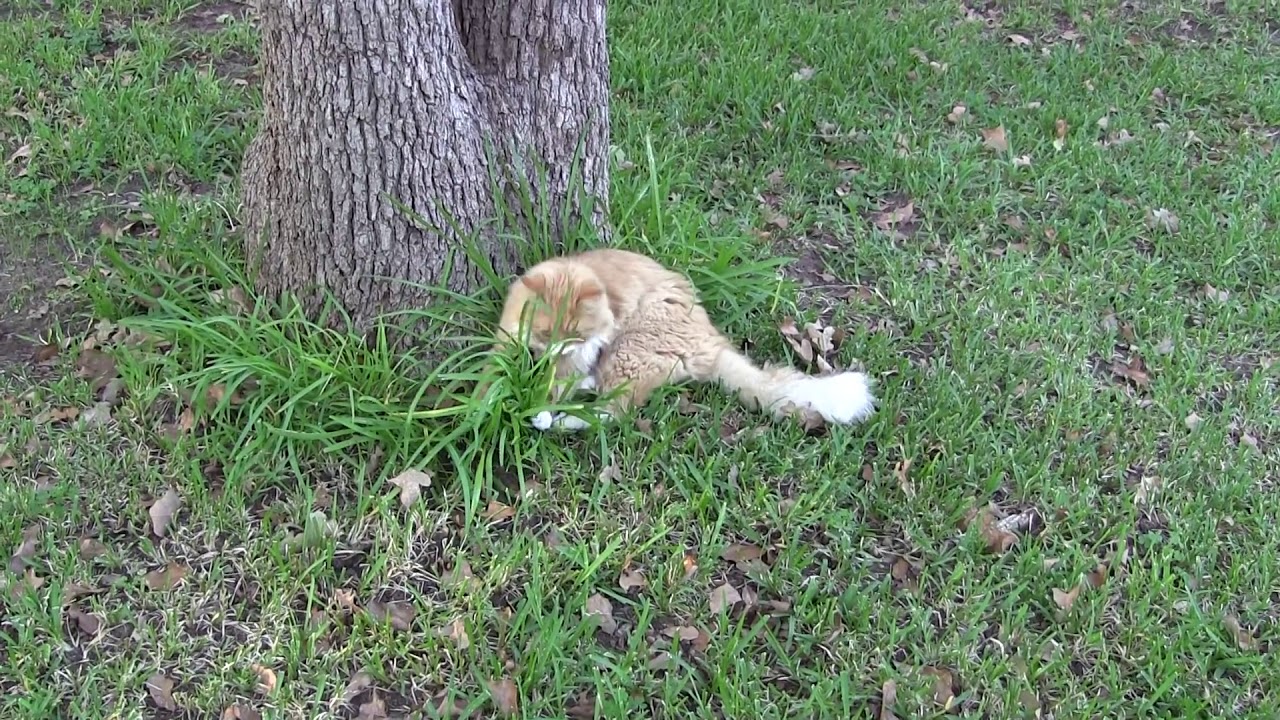 Siberian Cat Hunts Mouse / Cибирский кот ловит мышь